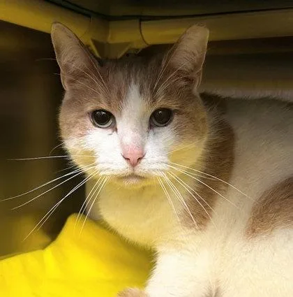 An adult small-sized male Domestic Short Hair cat named Cheddar Jack for adoption in Munster, IN