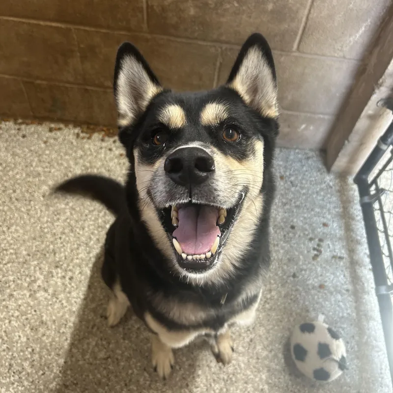 An adult medium-sized male Bicolor Husky dog named Sebastian for adoption in Hendersonville, TN