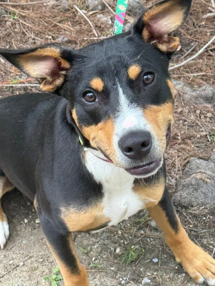 A young medium-sized male Brown / Chocolate Mixed Breed dog named Moogie for adoption in Windsor Locks, CT