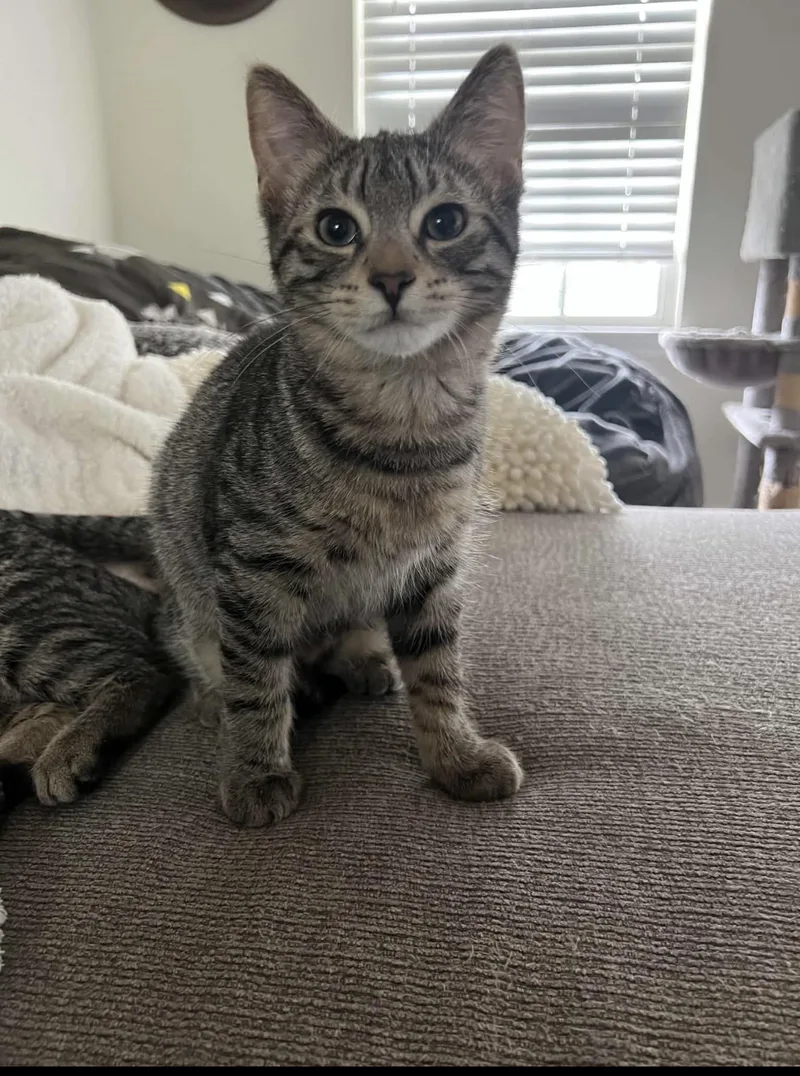 A young small-sized female Domestic Short Hair cat named Bad Yelp Review for adoption in Lockport, IL