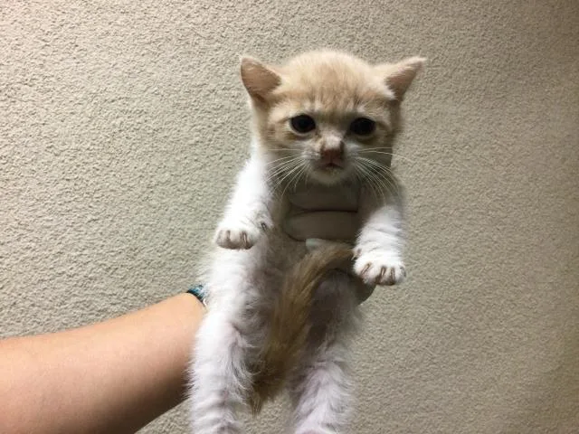 A baby small-sized male Domestic Short Hair cat named A for adoption in Riverside, CA