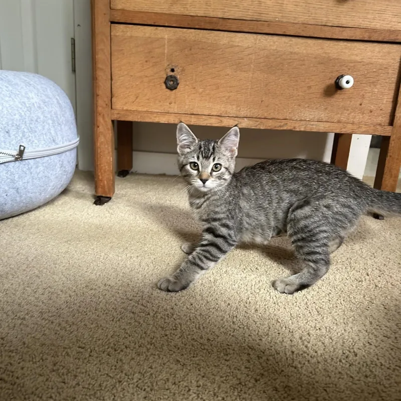 A baby medium-sized female Tabby (Brown / Chocolate) Domestic Short Hair cat named Britt for adoption in Springdale, AR