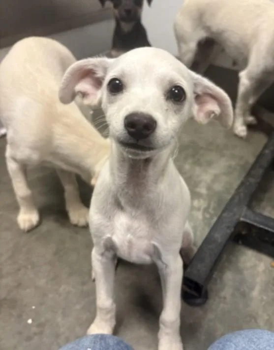 A baby small-sized male Chihuahua dog named Bruno for adoption in Los Angeles, CA