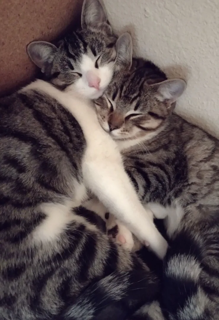 Cleo And Leona thumbnail 2