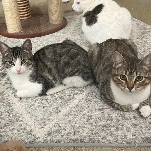 Cleo And Leona thumbnail 3