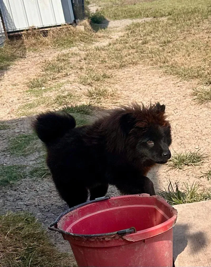 A young medium-sized female Chow Chow dog named Mishka for adoption in Temple, TX