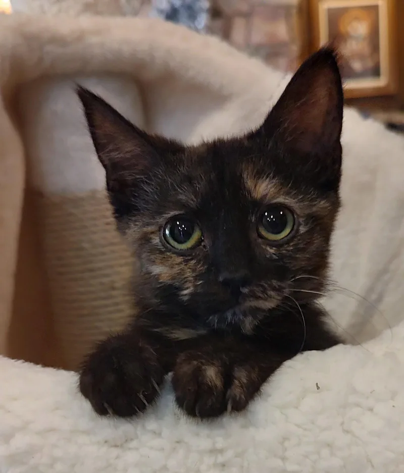 A young medium-sized female Domestic Short Hair cat named Cheeto for adoption in Phoenix, AZ