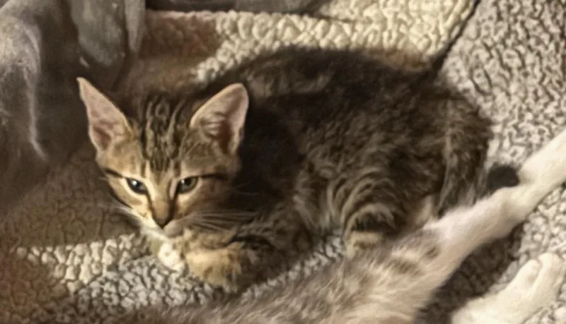 A baby small-sized female Tabby (Buff / Tan / Fawn) Domestic Short Hair cat named Cher for adoption in Portland, OR