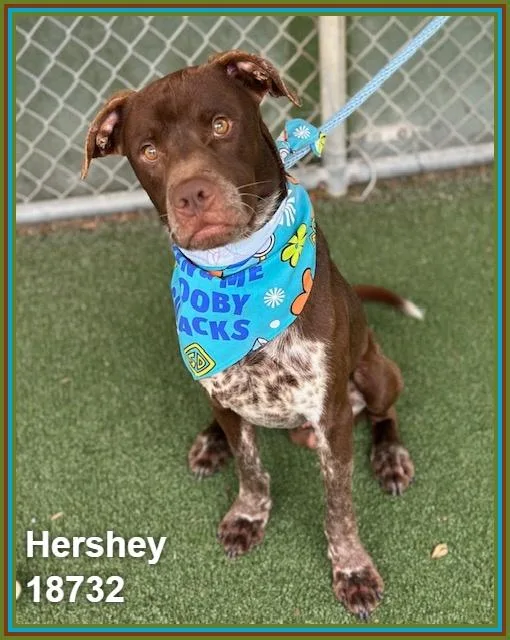Hershey