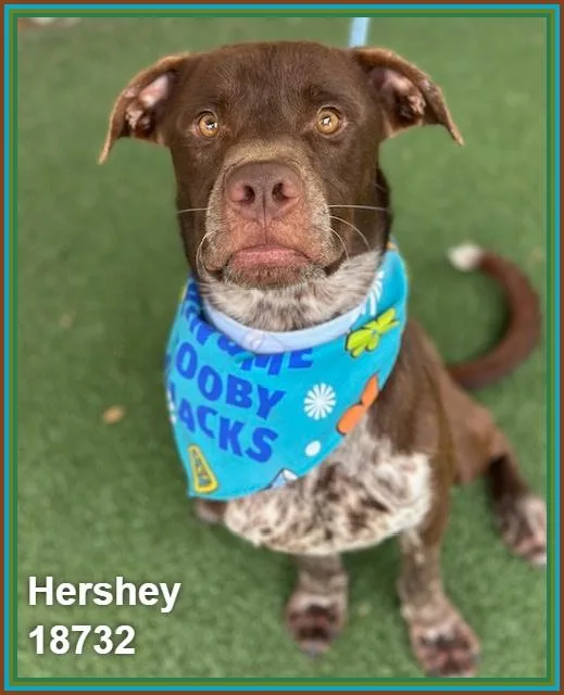 Hershey thumbnail 2