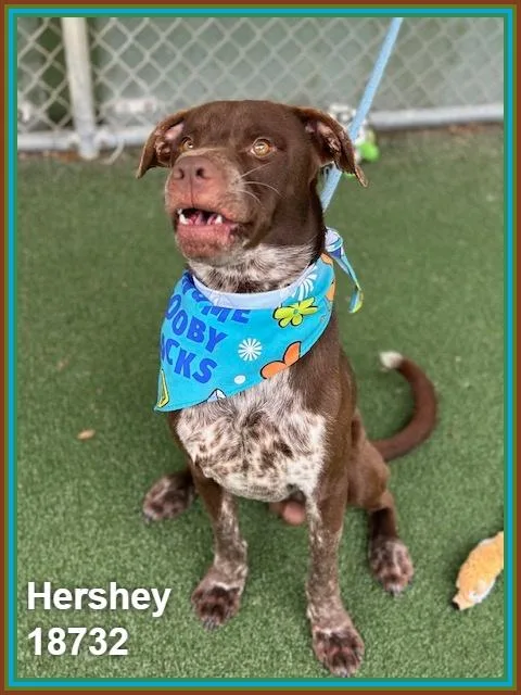 Hershey thumbnail 4