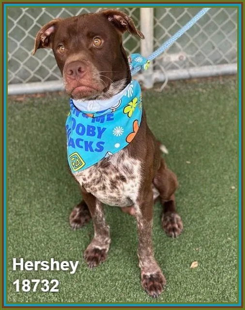 Hershey thumbnail 5