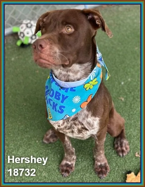 Hershey thumbnail 6