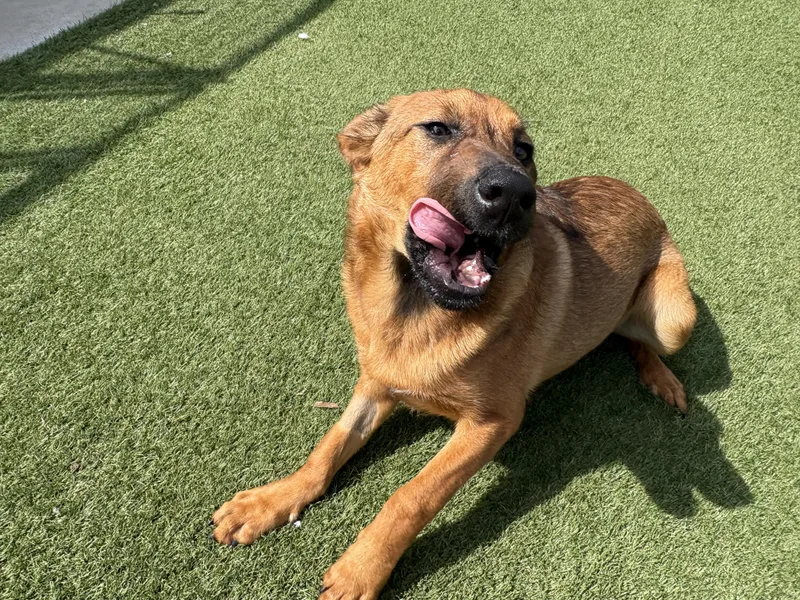 A baby medium-sized male Shepherd dog named Cedar for adoption in Auburn, NE