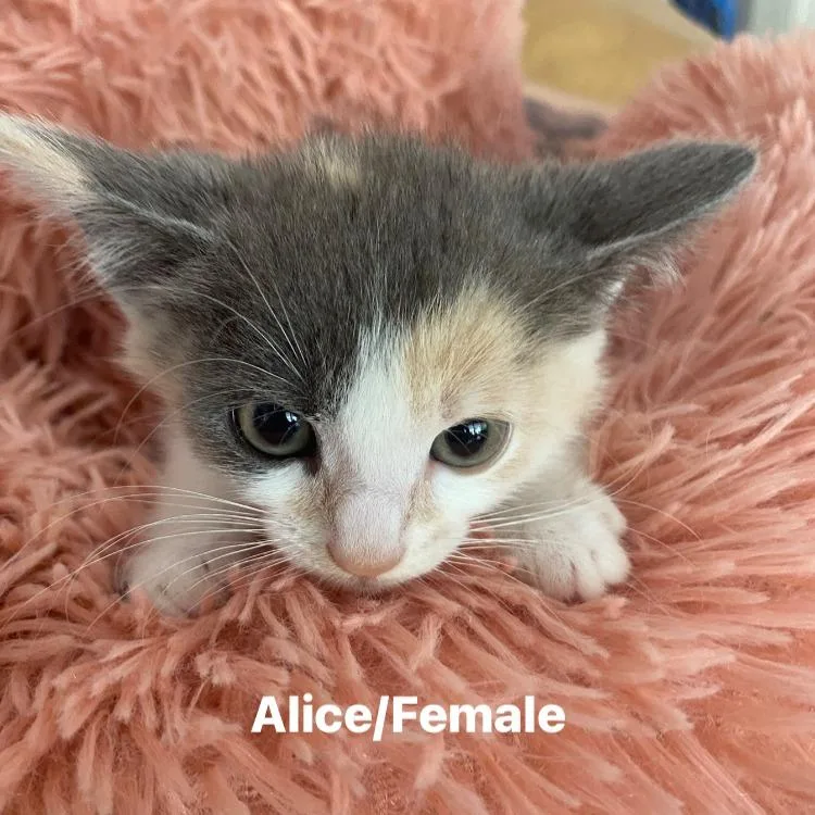 A baby small-sized female Calico Domestic Short Hair cat named Alice for adoption in Long Beach, CA