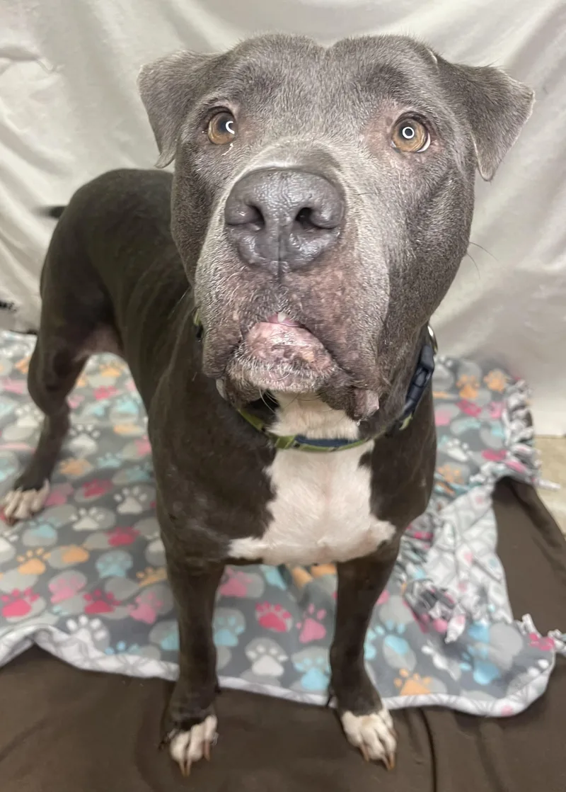 An adult large-sized female Pit Bull Terrier dog named Shilly for adoption in Lacon, IL