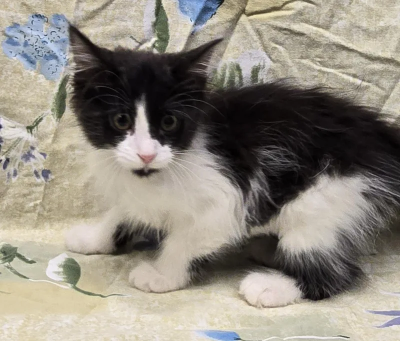A baby medium-sized male Black & White / Tuxedo Domestic Long Hair cat named Satsuki for adoption in Payson, AZ