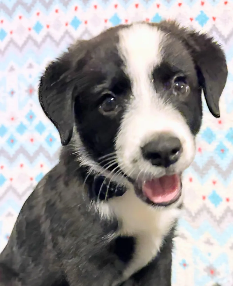 A baby medium-sized male Australian Shepherd dog named Max for adoption in Aurora, NE
