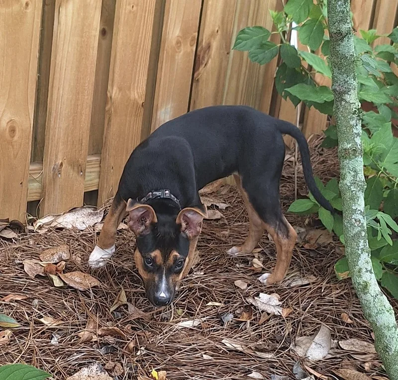 Izzy