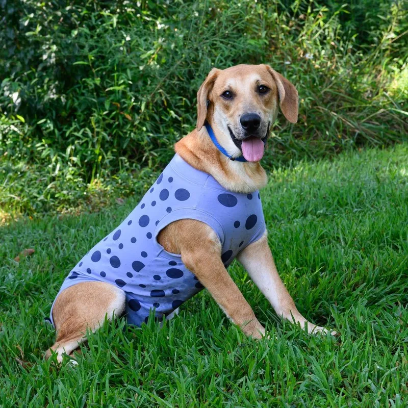 ALPHARETTA  Dottie thumbnail 2