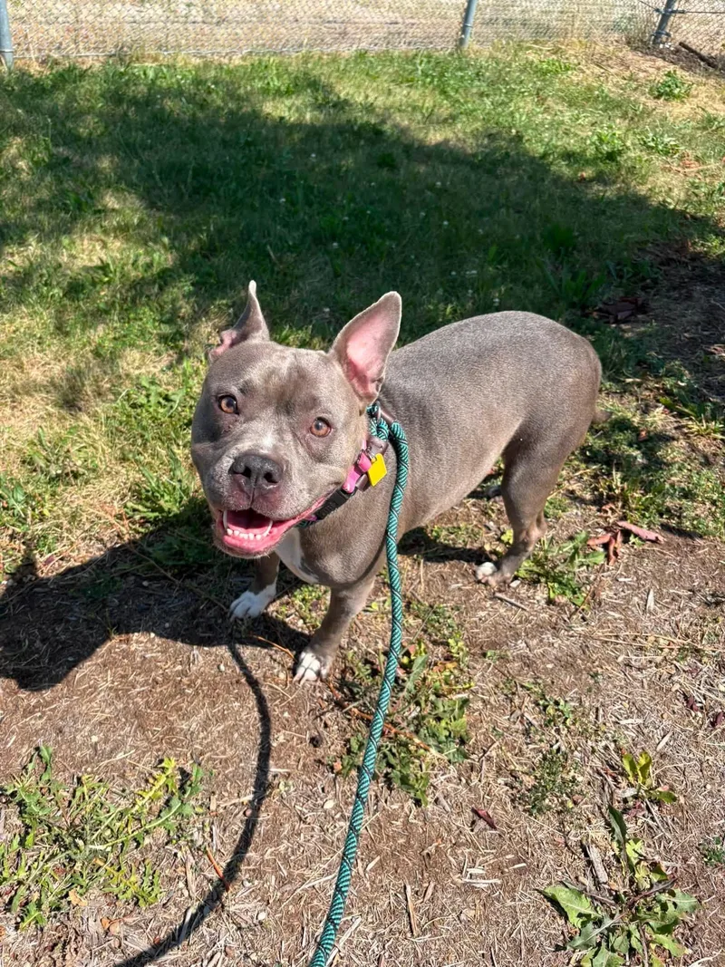 A young medium-sized female Gray / Blue / Silver Pit Bull Terrier dog named JoDee for adoption in Cleveland, OH