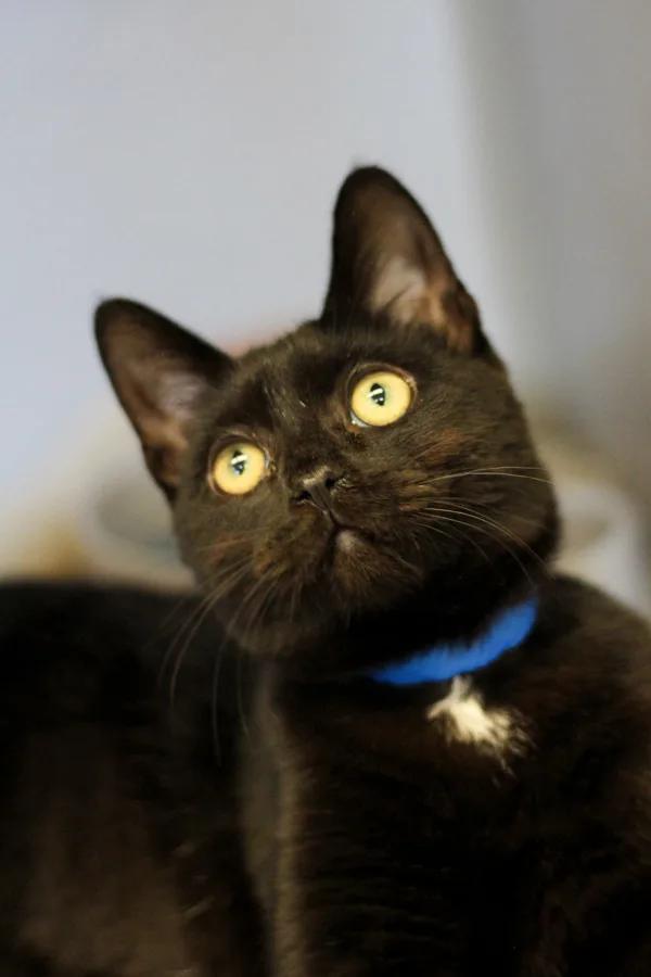 A young medium-sized female Domestic Short Hair cat named Galaxy for adoption in Napa, CA