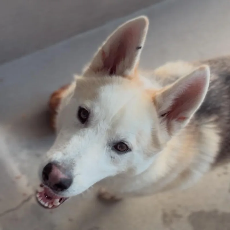 A young medium-sized male White / Cream Siberian Husky dog named Panda A for adoption in Mission Hills, CA