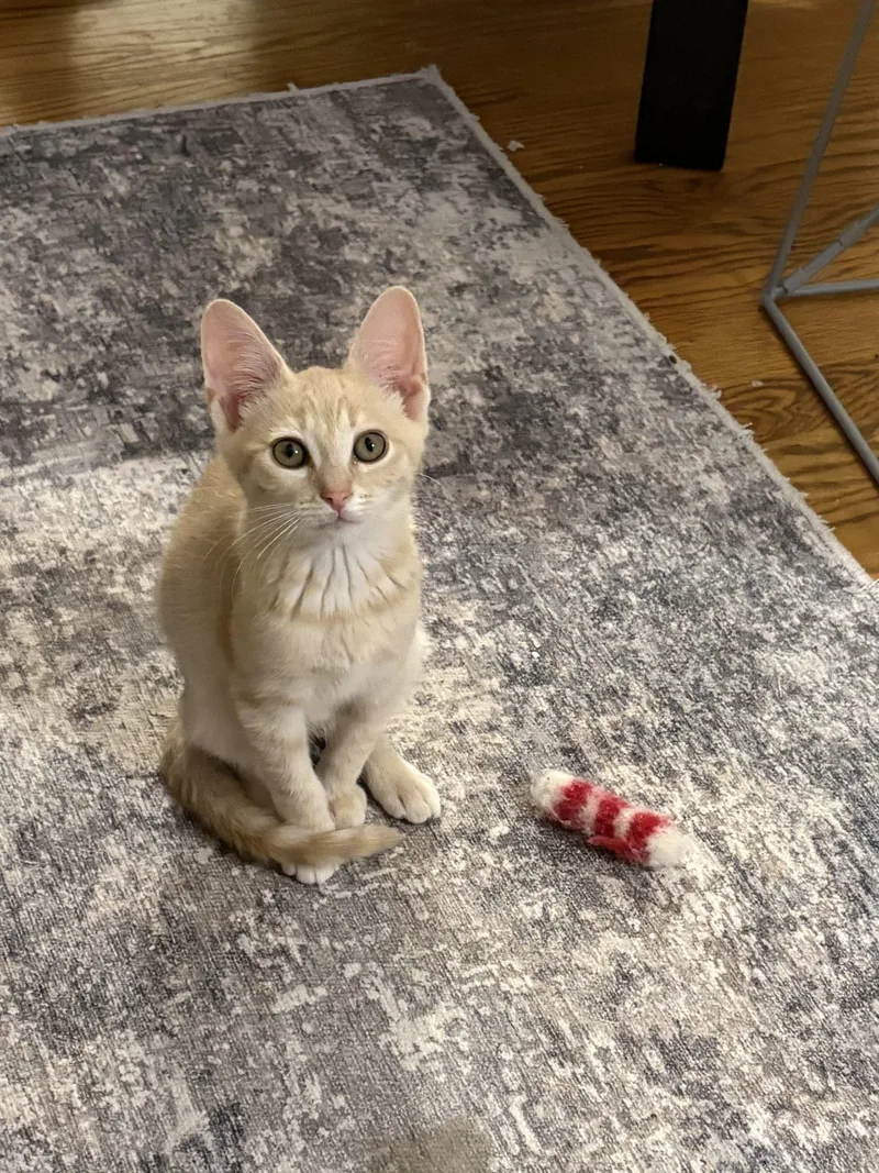 A baby small-sized male Tabby (Orange / Red) Tabby cat named Snapper for adoption in Knoxville, TN