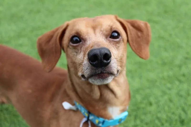An adult small-sized male Golden Dachshund dog named Oscar Mayer for adoption in Chestertown, MD