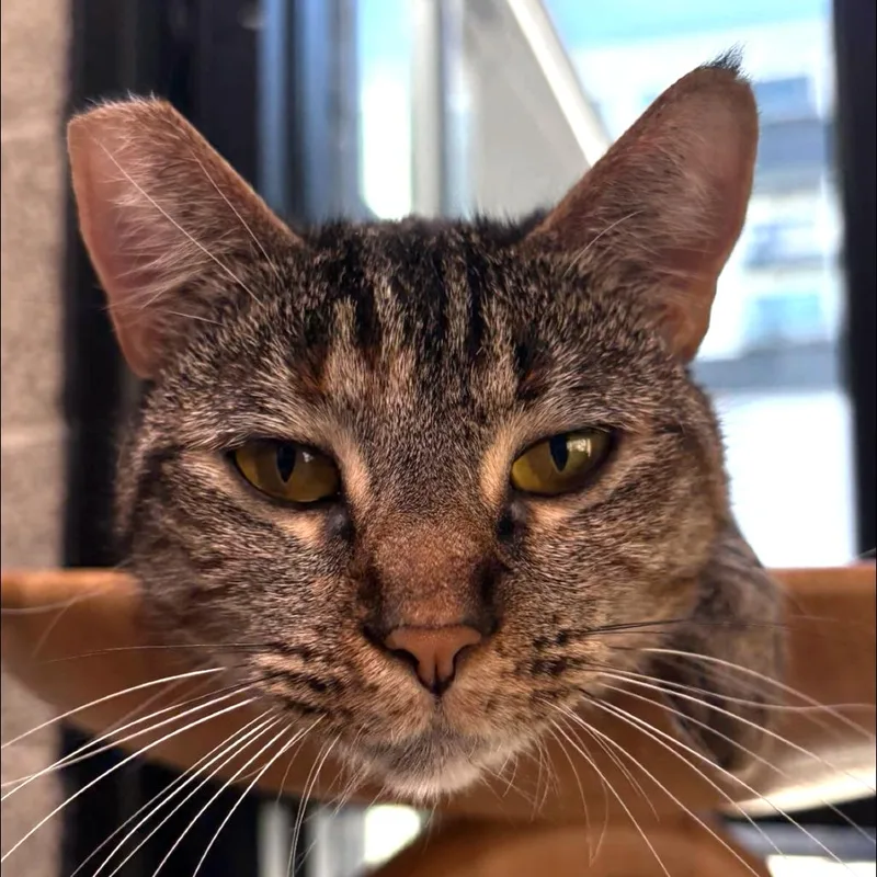 Felicity thumbnail 4