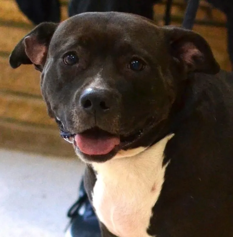An adult medium-sized female Pit Bull Terrier dog named Lola for adoption in Germantown, TN