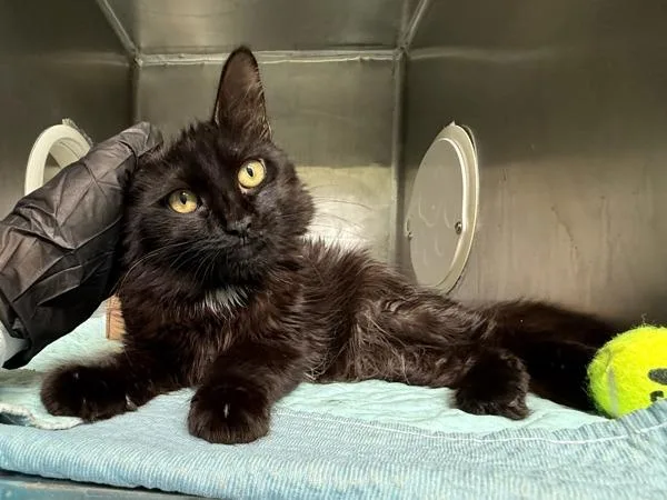 A young small-sized male Domestic Medium Hair cat named Peninsula for adoption in New York, NY