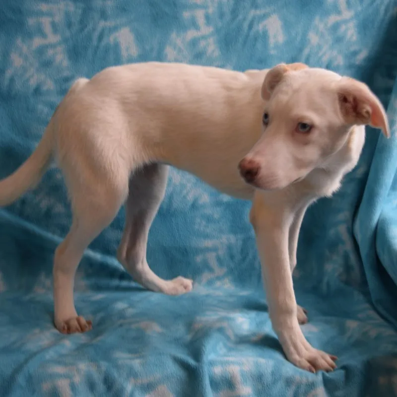 A baby large-sized female White / Cream Husky dog named Samantha for adoption in Eureka, CA
