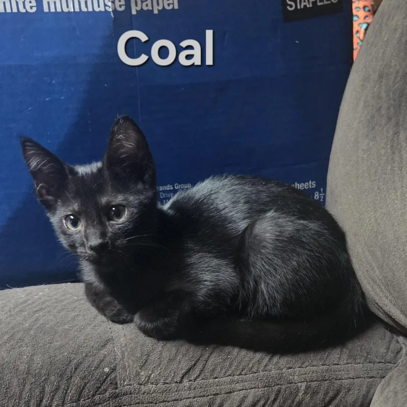 A baby small-sized male Black American Shorthair cat named Coal for adoption in Houston, TX