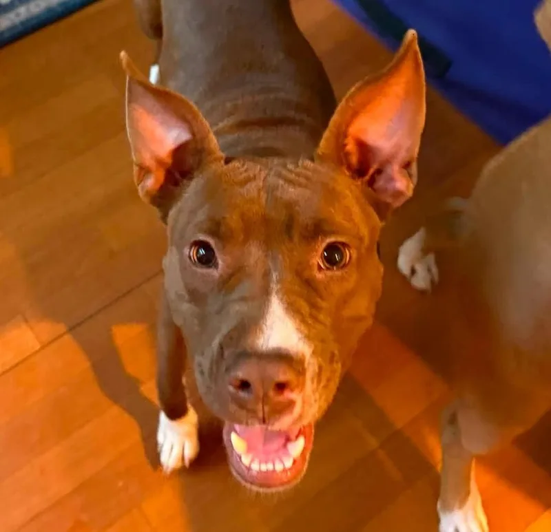 A baby medium-sized female Pit Bull Terrier dog named Mesa for adoption in Cumming, GA