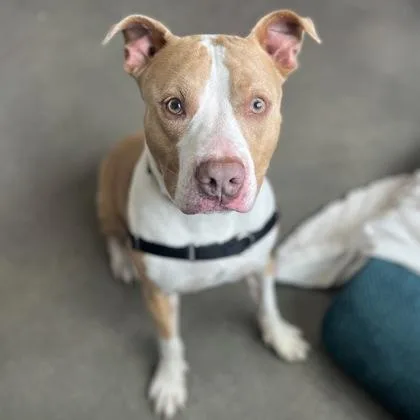 A young large-sized male Mixed Breed dog named Fred for adoption in Janesville, WI
