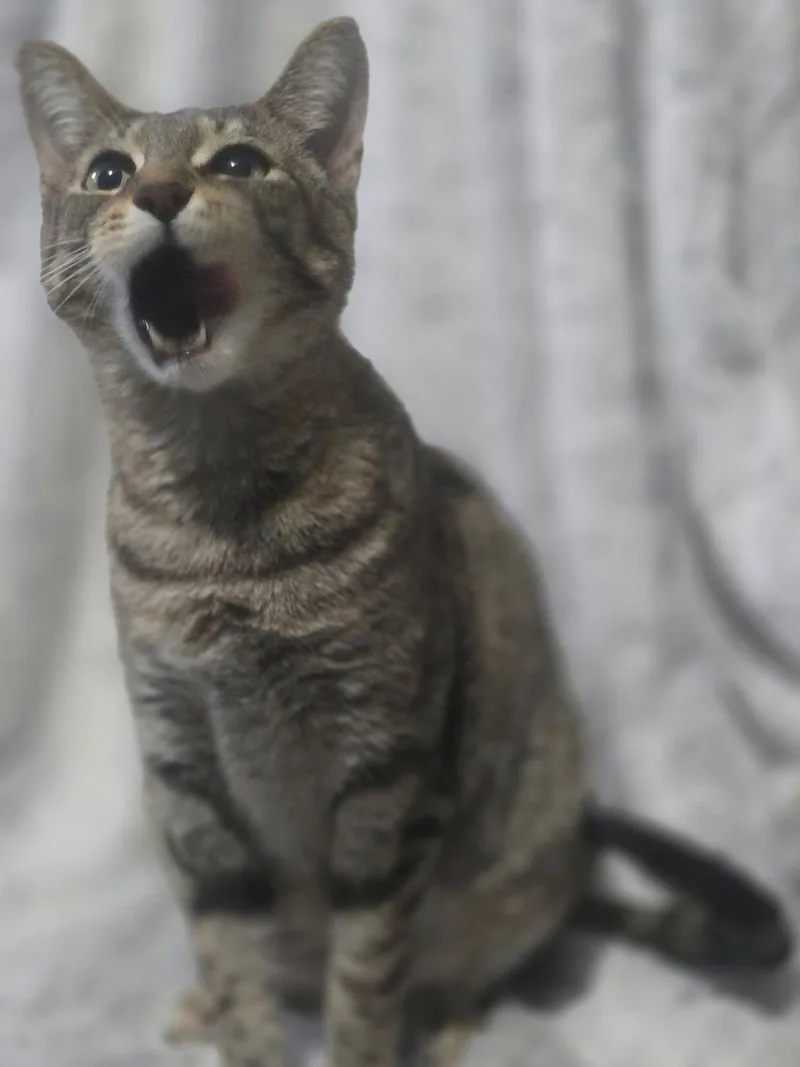 Hot Mess Express thumbnail 2