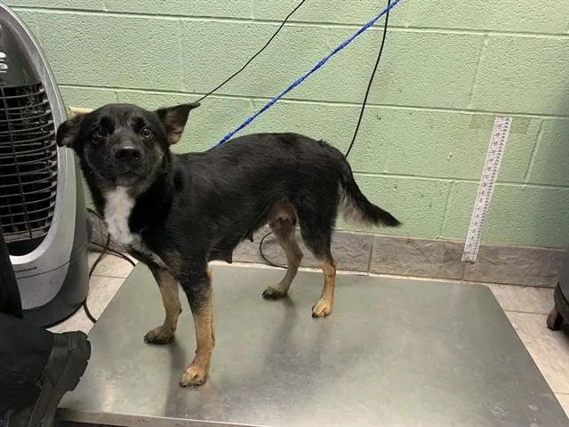 A young large-sized female Australian Shepherd dog named Rabbit for adoption in Grand Prairie, TX