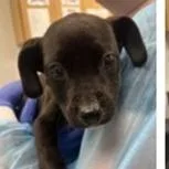 Macaroni thumbnail 2