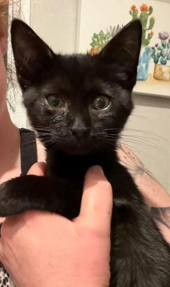 A baby medium-sized male Black Domestic Short Hair cat named Boomer for adoption in Muncie, IN