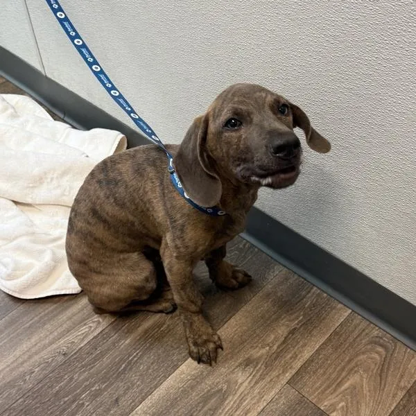 A young small-sized male Basset Hound dog named Snickers for adoption in El Cajon, CA