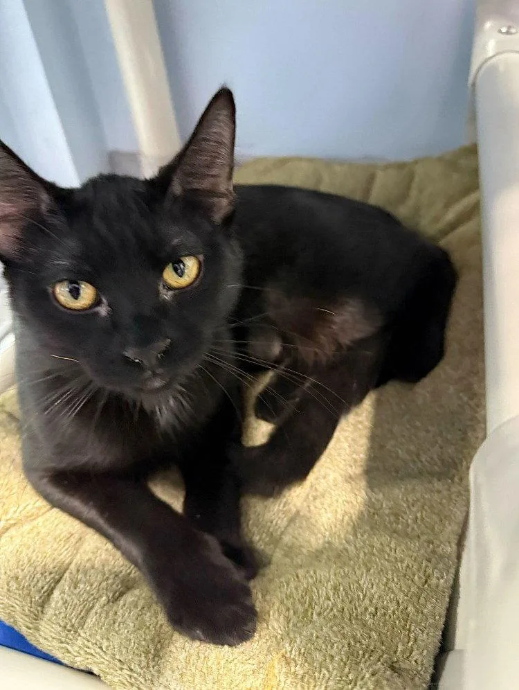 A young medium-sized female Black Domestic Short Hair cat named Baby Rosalina for adoption in Colorado Springs, CO