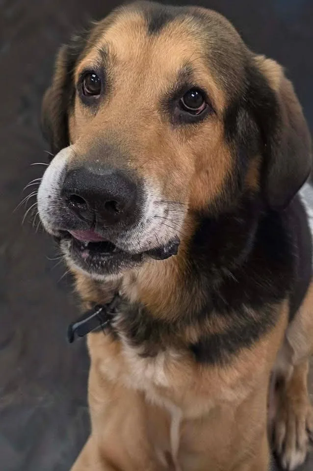 A senior large-sized male Hound dog named Lokey for adoption in Plover, WI