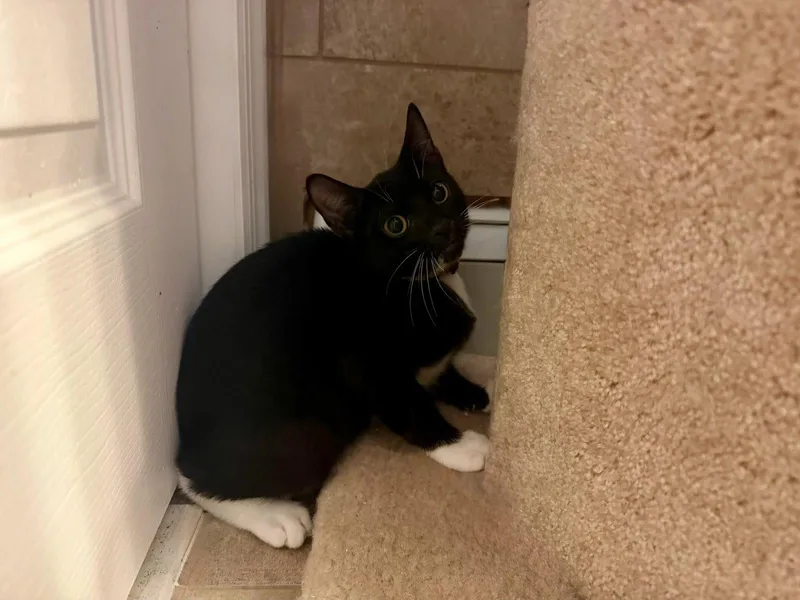 A baby medium-sized female Tuxedo cat named Tina for adoption in Ringwood, NJ