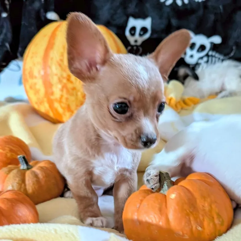 A baby small-sized male Chihuahua dog named Sheldon for adoption in San Antonio, TX