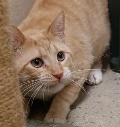An adult small-sized male Domestic Short Hair cat named Ritz for adoption in Baraboo, WI