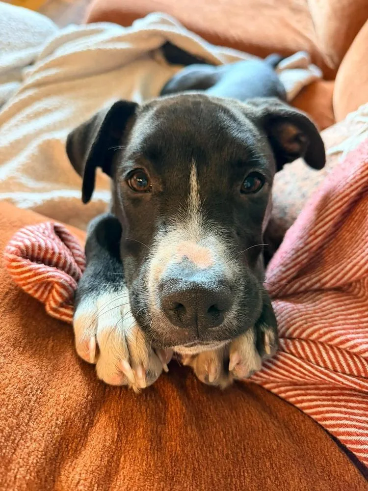 A baby large-sized female Tricolor (Brown, Black, & White) Mixed Breed dog named Jill for adoption in Alden, NY