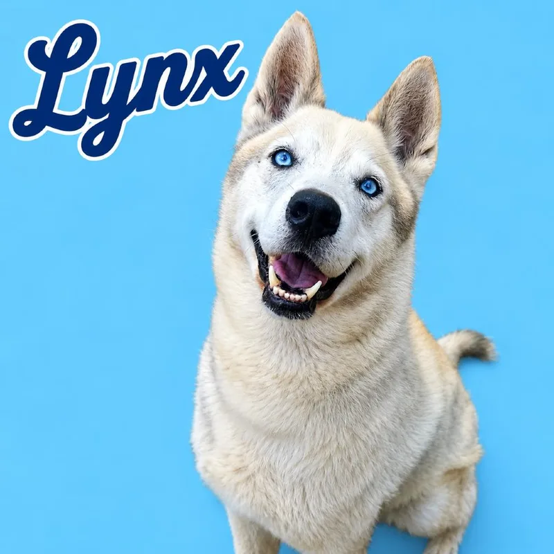 An adult medium-sized male White / Cream Husky dog named Lynx for adoption in Scottsdale, AZ