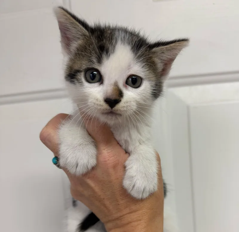 A baby medium-sized female Black & White / Tuxedo Tabby cat named Coraline for adoption in Columbia, SC