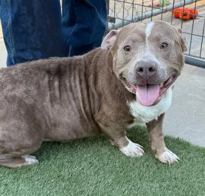 An adult medium-sized male Gray / Blue / Silver American Bully dog named Patches for adoption in Herald, CA